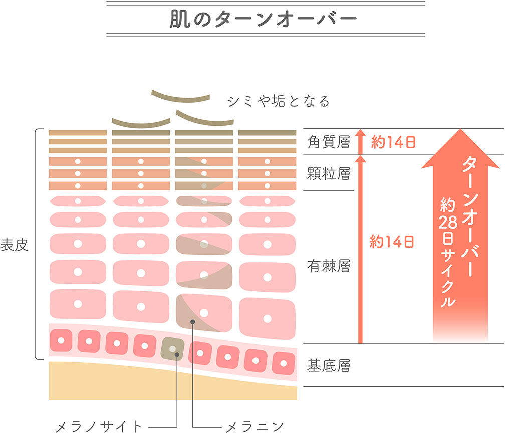 肌のターンオーバー