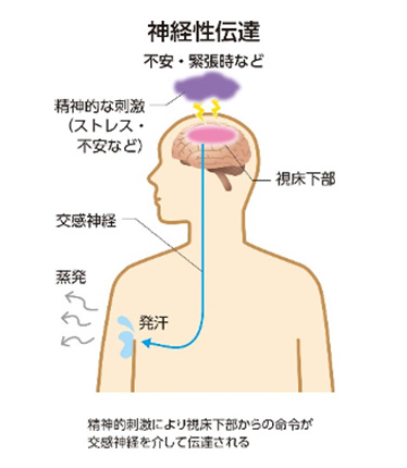 不安・緊張時に発汗する。 精神的刺激により視床下部からの命令が交感神経を介して伝達される。