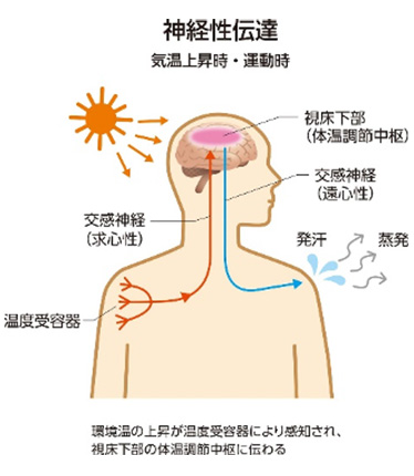 気温上昇時・運動時に発汗する。 環境温の上昇が温度受容器により感知され、視床下部の体温調整中枢に伝わる